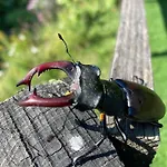 Eco-gîte La Chouette Verte *
