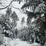 Appartamento Eco-gîte La Chouette Verte Wangenbourg-Engenthal