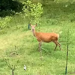 Eco-gîte La Chouette Verte *