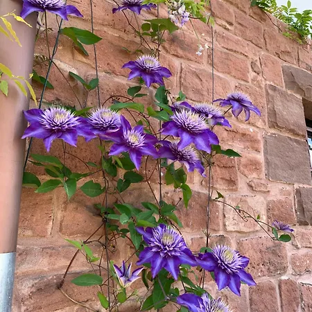 Eco-gîte La Chouette Verte Appartement Wangenbourg-Engenthal