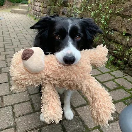 Eco-gîte La Chouette Verte Appartement Wangenbourg-Engenthal
