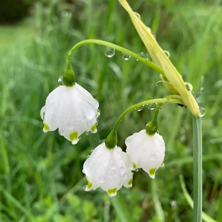 Eco-gîte La Chouette Verte