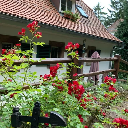 Eco-gîte La Chouette Verte Appartement Wangenbourg-Engenthal