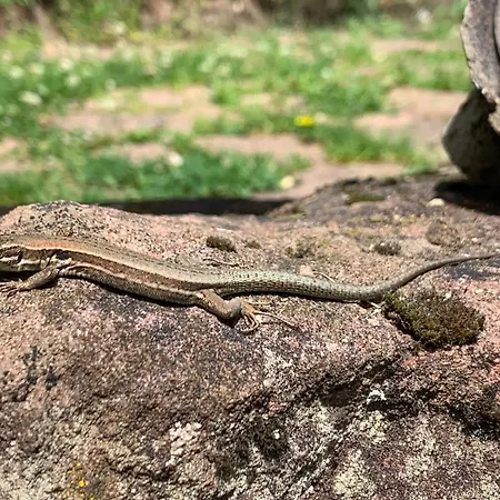Appartement Eco-gîte La Chouette Verte *