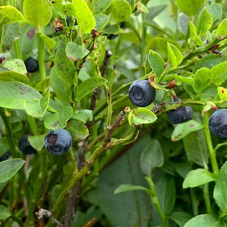 Eco-gîte La Chouette Verte Appartamento
