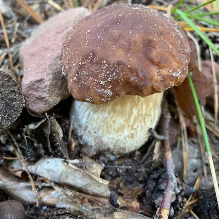 Eco-gîte La Chouette Verte Appartamento *