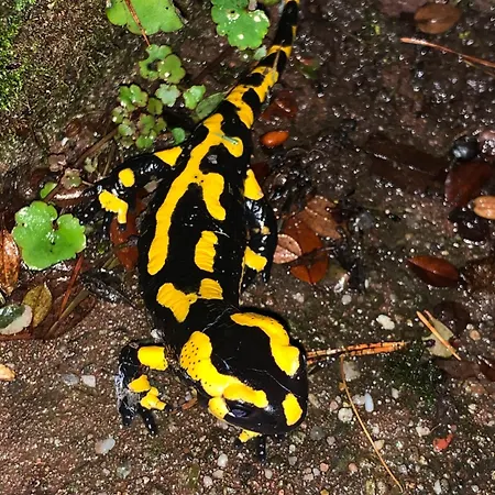 Appartement Eco-gîte La Chouette Verte Wangenbourg-Engenthal