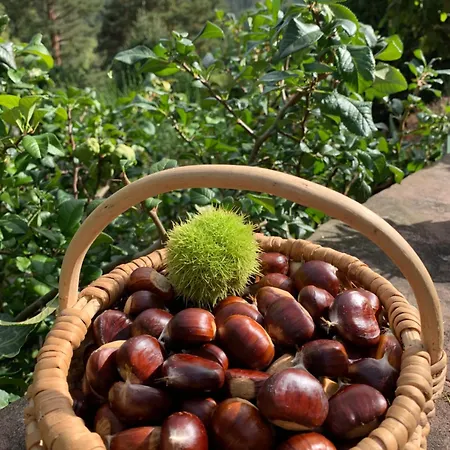 Eco-gîte La Chouette Verte * Wangenbourg-Engenthal