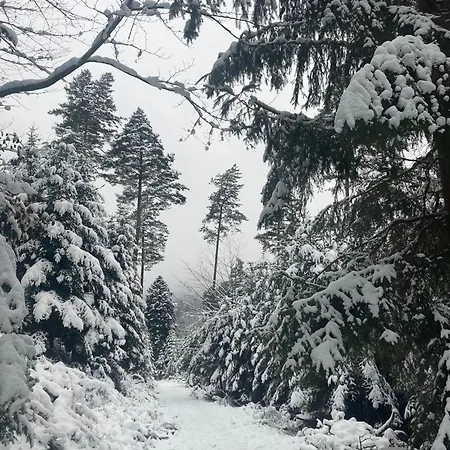 Appartement Eco-gîte La Chouette Verte Wangenbourg-Engenthal