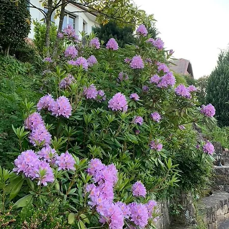 Eco-gîte La Chouette Verte Appartamento *